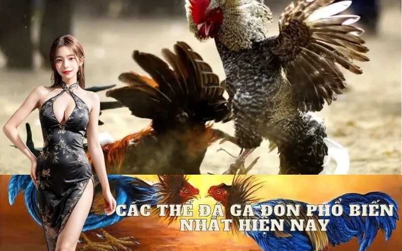 Các Thế Đá Gà Đòn Phổ Biến Nhất Hiện Nay