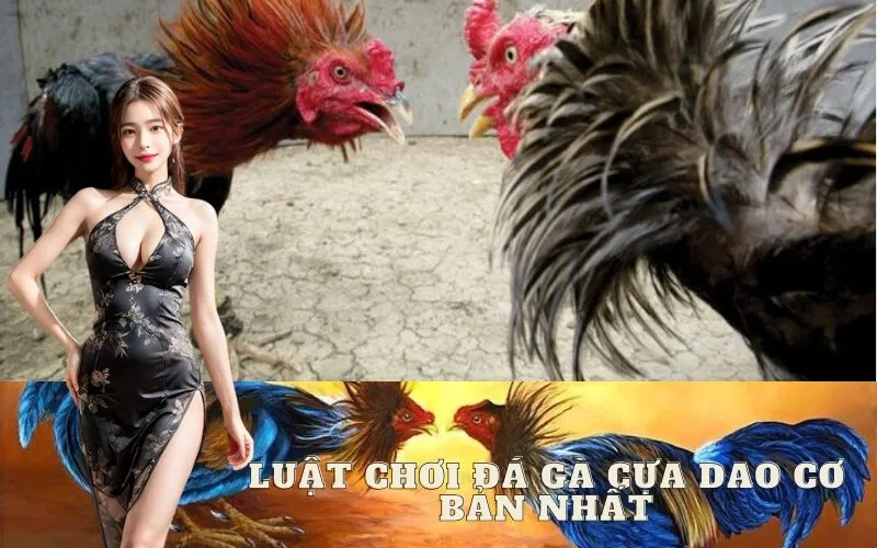 Luật Chơi Đá Gà Cựa Dao Cơ Bản Nhất