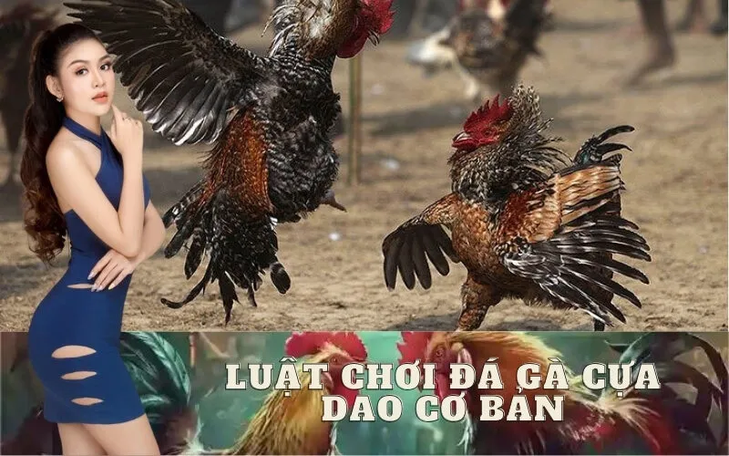 Luật Chơi Đá Gà Cựa Dao Cơ Bản Dành Cho Người Xem