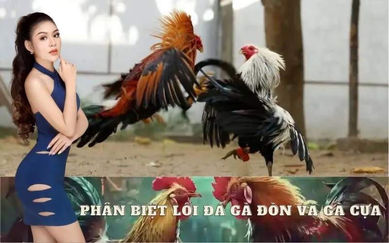 Phân Biệt Lối Đá Gà Đòn Và Gà Cựa Khác Nhau Ra Sao